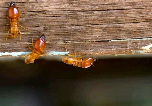Best Termite services removal In Dhaka Bangladesh Google Usa Tiger pest control, Professional termite inspection in Dhaka household