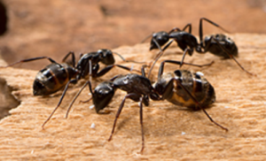ant control services