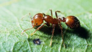 ant control services