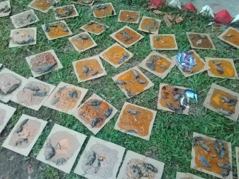 Rodent Control