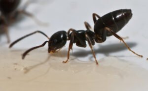 ant control services