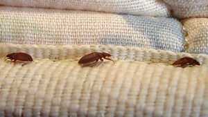 bed bug control service