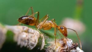 ant control services