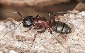 ant control services