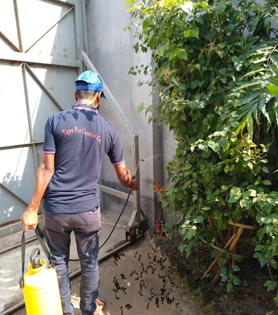 ant control services