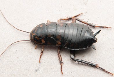 Pest control Uttara
