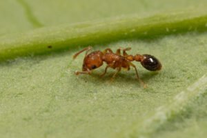 ant control services