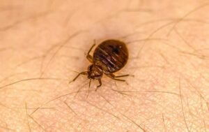 bed bug control service
