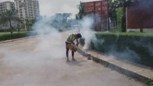 mosquito pest