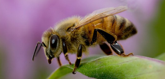 bee control service