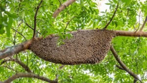 bee control near me