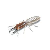 Pest control Uttara