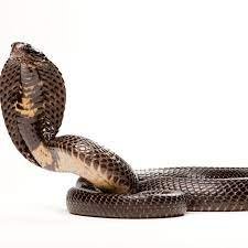 Pest control Uttara