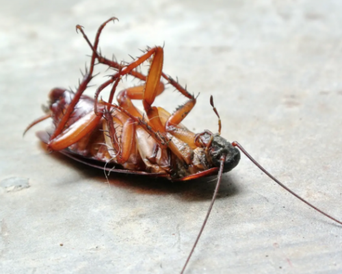 Cockroach pest control