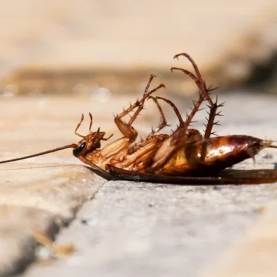 Cockroach-featured