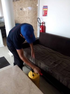 bed bug control service