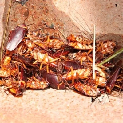 cockroach-control-tips