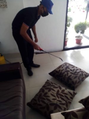 bed bug control service